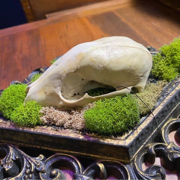 Raccoon Skull Moss Victorian Style Frame Decoration - Picture 8 of 13